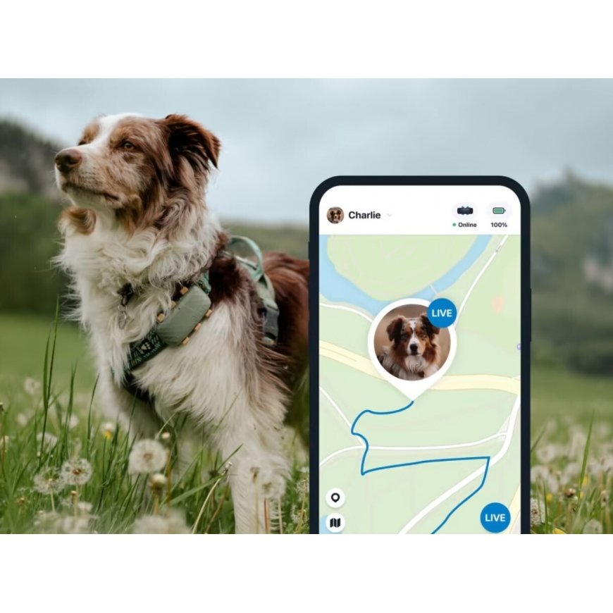 Tractive Dog Cellular Dog Tracker Tractive GPS Dog XL Dog GPS
